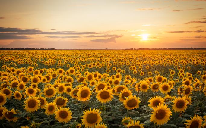 Sunflower Field