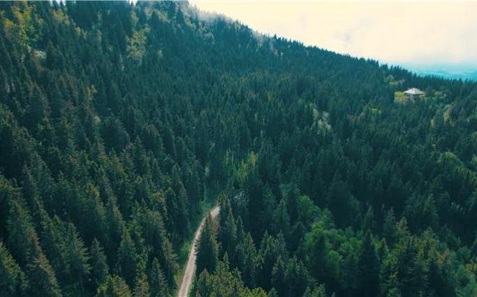 Forest aerial view